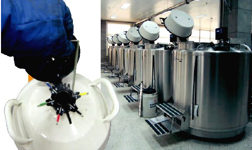 氣相液氮罐 氣相液氮罐